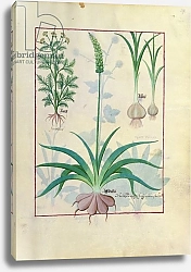 Постер Тестард Робинет (бот) Ms Fr. Fv VI #1 fol.119r Garlic and other plants, c.1470