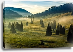 Постер Еловый лес на туманном склоне холма