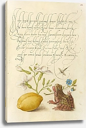 Постер Хофнагель Йорис Gillyflower, Insect, Germander, Almond, and Frog