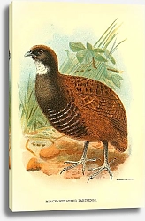 Постер Black-Breasted Partridge