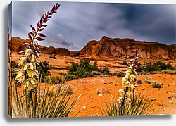 Постер Пустыня и кактусы в цвету