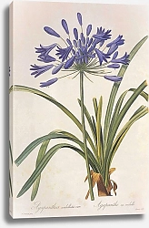 Постер Agapanthus praecox Willd
