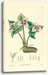 Постер Trillium erythrocarpum