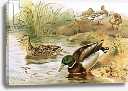 Постер Смит Джозеф (акв) Wild Duck