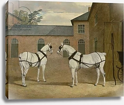 Постер Херринг Джон Mr. Sowerby's Grey Carriage Horses in his Coachyard at Putteridge Bury, Hertfordshire, 1836