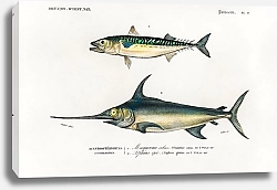 Постер Разные виды рыб