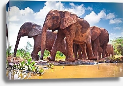 Постер Стадо слонов, идущих по реке в Кении
