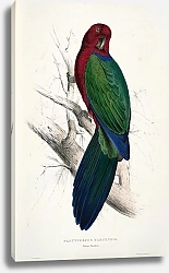 Постер Parrots by E.Lear  #13