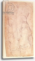 Постер Микеланджело (Michelangelo Buonarroti) Study of the back of a nude figure