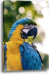 Постер Желто-синий ара