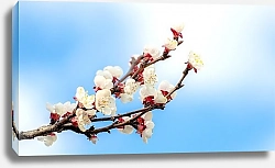 Постер Ветка цветущего абрикосового дерева