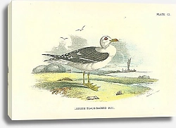 Постер Lesser Black-Backed Gull 4
