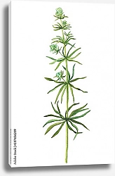Постер Веточка с цветами дикого растения подмаренник цепкий