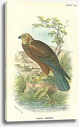 Постер Marsh-Harrier