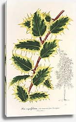 Постер Лемер Шарль Ilex aquifolium