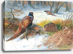 Постер Pheasants in the snow