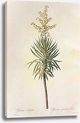 Постер Yucca aloifolia L