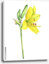 Постер Цветок лилейника жёлтого