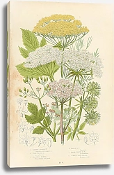 Постер Garden Angelica, Wild Angelica, Sea-hogs-fennel, Marsh h.f., Common Wild Parsnip