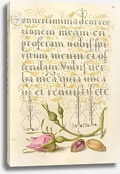 Постер Хофнагель Йорис French Rose and Pistachio
