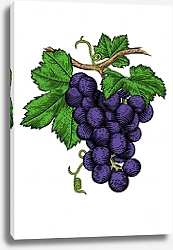 Постер Гроздь красного винограда