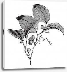 Постер Common Greenbriar or Smilax rotundifolia vintage engraving