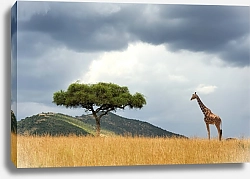 Постер Жираф в поле на фоне гор