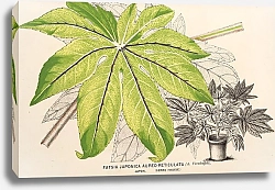 Постер Лемер Шарль Fatsia japonica aureo-reticulata