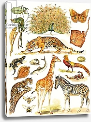 Постер Школа: Английская 20в. Assorted animals with interesing coloration