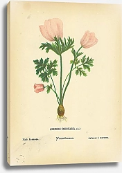 Постер Anemone Coronaria