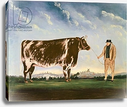 Постер Шайер Уильям Study of a Shorthorn