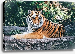 Постер Отдыхающий тигр на камне