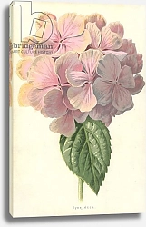 Постер Хулм Фредерик (бот) Hydrangea