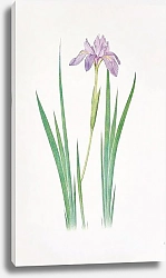 Постер Iris nepalensis