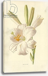 Постер Хулм Фредерик (бот) White Lily