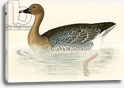 Постер Моррис (акв, птицы) Pink footed Goose