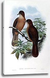 Постер White-billed Wood-Shrike - Rectes leucorhynchus