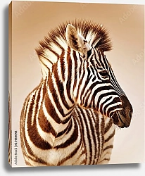 Постер Профиль зебры