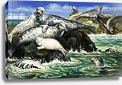 Постер Ригналл Джон (дет) Our Sea Friend The Seal