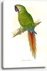 Постер Military Macaw