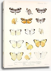 Постер Годман Фредерик Insecta Lepidoptera-Rhopalocera Pl 062