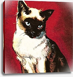 Постер МакКоннел Джеймс Siamese cat