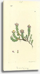 Постер Sowerby Ботаника №10 1