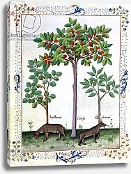 Постер Тестард Робинет (бот) Ms Fr. Fv VI #1 fol.162r Hazelnut Bush and Cherry tree, c.1470