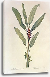 Постер Heliconia Humilis Jacq