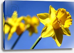 Постер О'Тул Сара Daffodil Line
