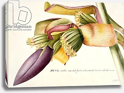 Постер Эгрет Джордж PD.117-1973f.19 Flower of the Banana Tree