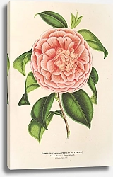 Постер Лемер Шарль Camellia Contessa Pasolini