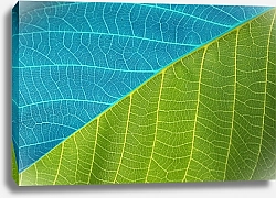 Постер Зелено-голубой лист