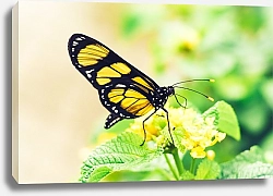 Постер Черно-желтая бабочка на желтом цветке